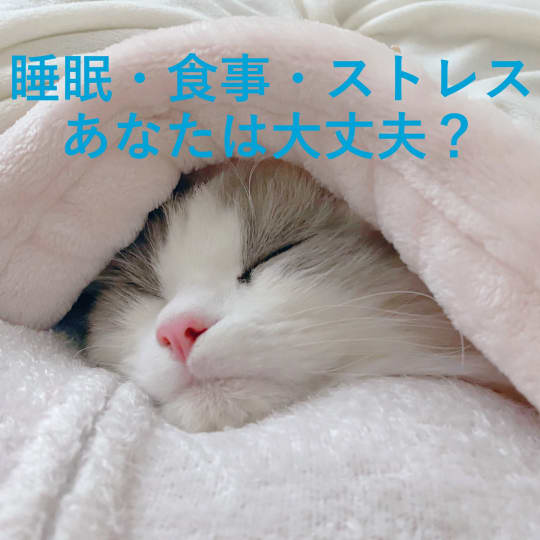 寝ている猫