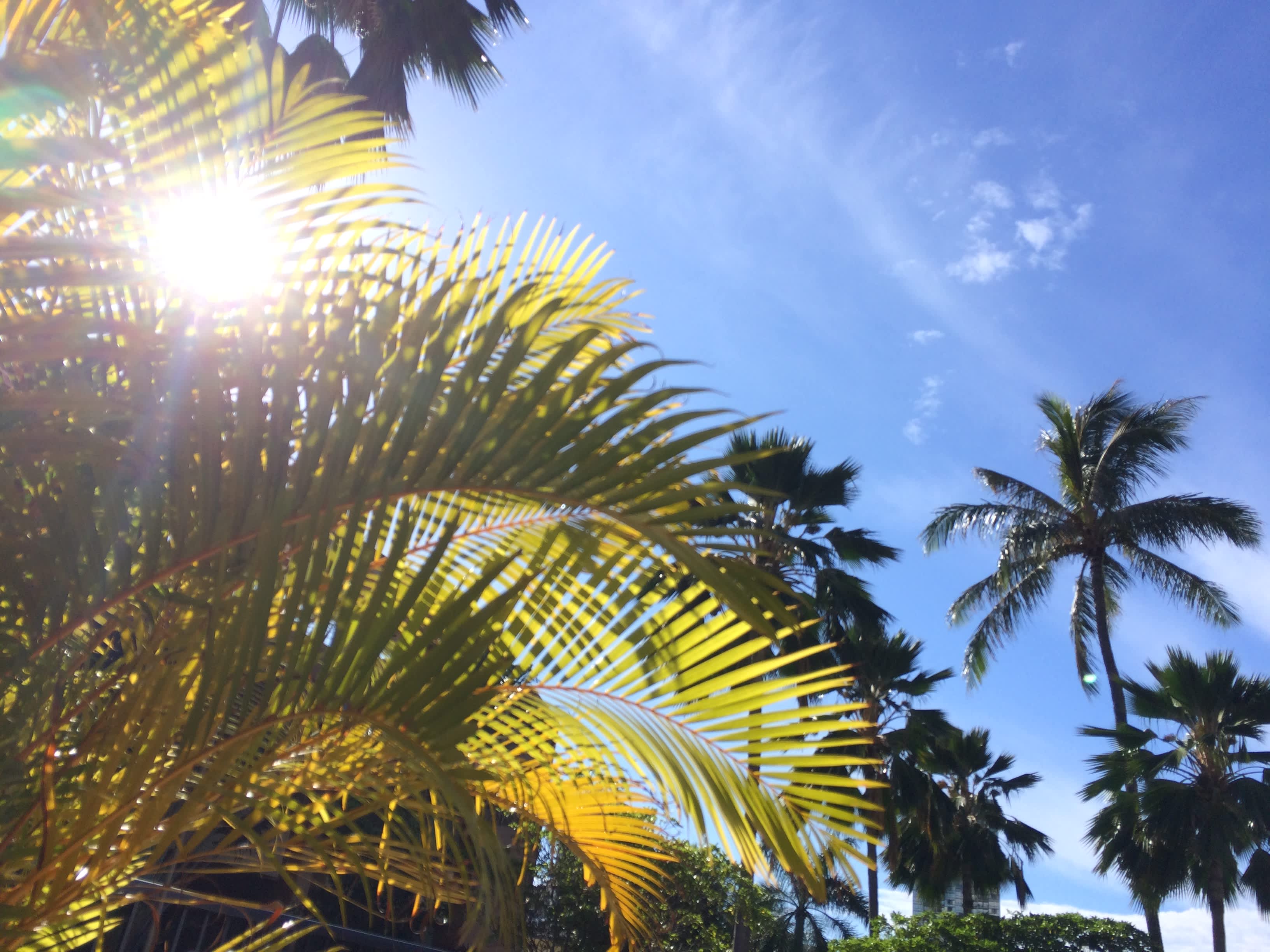 ハワイ移住は難関ばかり 在住者が移住のメリットや方法 日本へ帰国した人の実情を解説 Trip Partner トリップパートナー