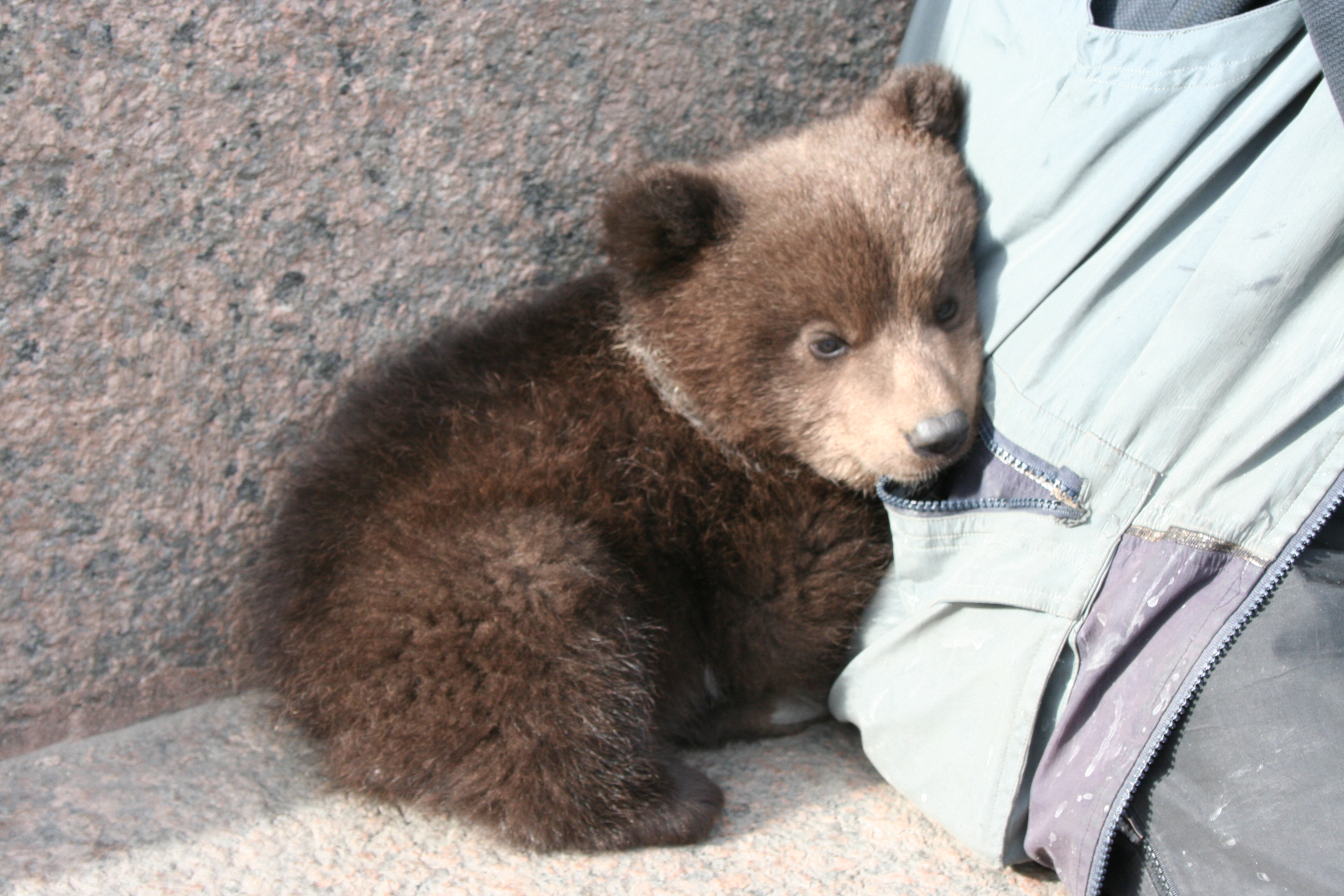 かわいい動物画像 最新熊 可愛い