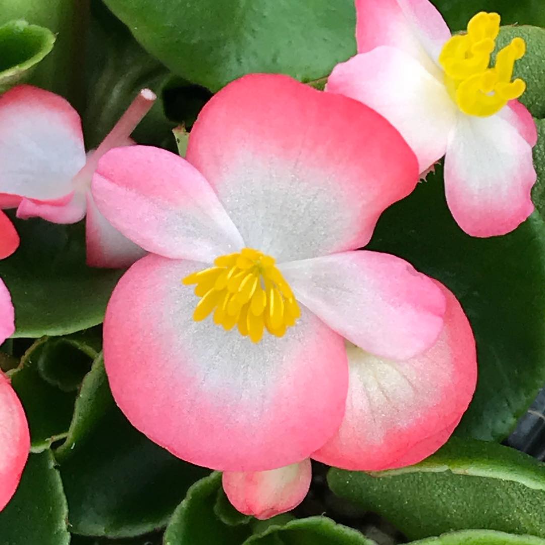 最高の切ない 花 言葉 片思い 最高の花の画像