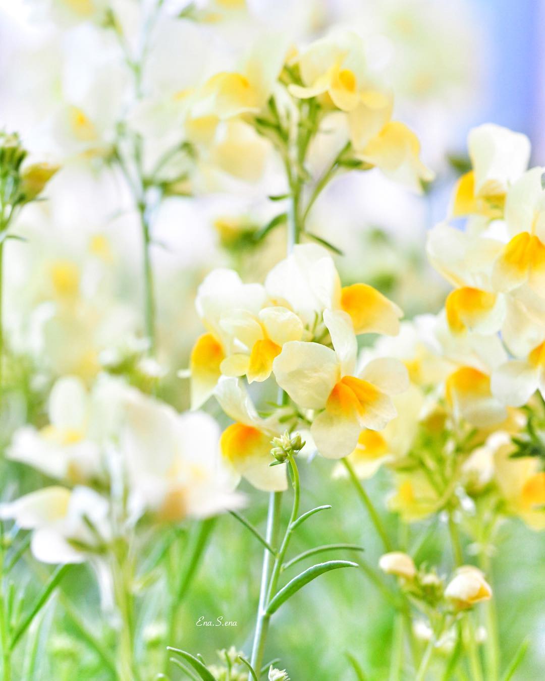 これまでで最高の切ない 花 言葉 片思い 最高の花の画像