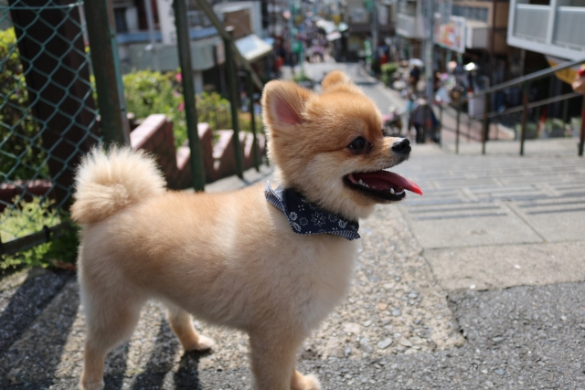 ポメラニアンの柴犬カット まんまるカット なんでも似合う可愛すぎ