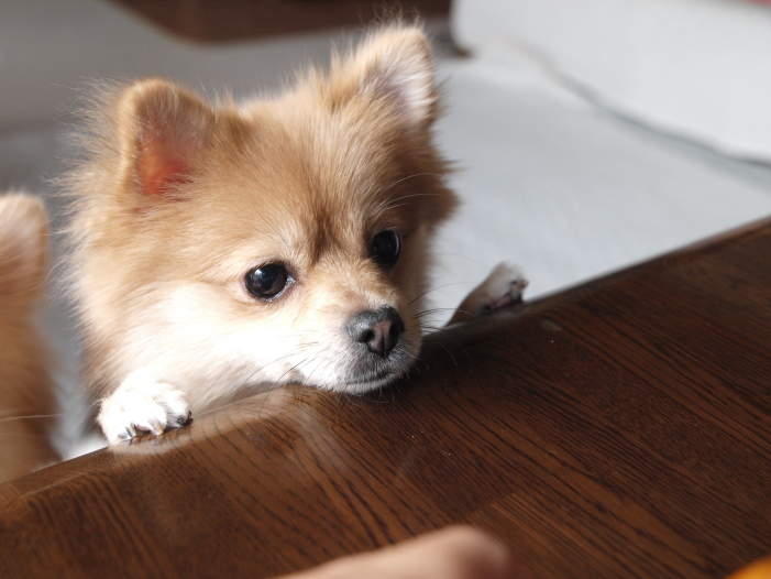 室内犬におすすめなのは 初心者さんでも飼いやすい犬種特集