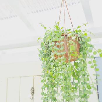 観葉植物を吊るすdiy術3選 100均の紐や容器での簡単作り方