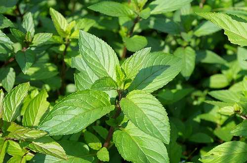 すべての美しい花の画像 元の虫除け 植物 玄関