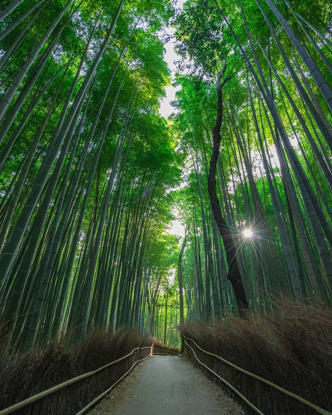 京都 嵐山 デート