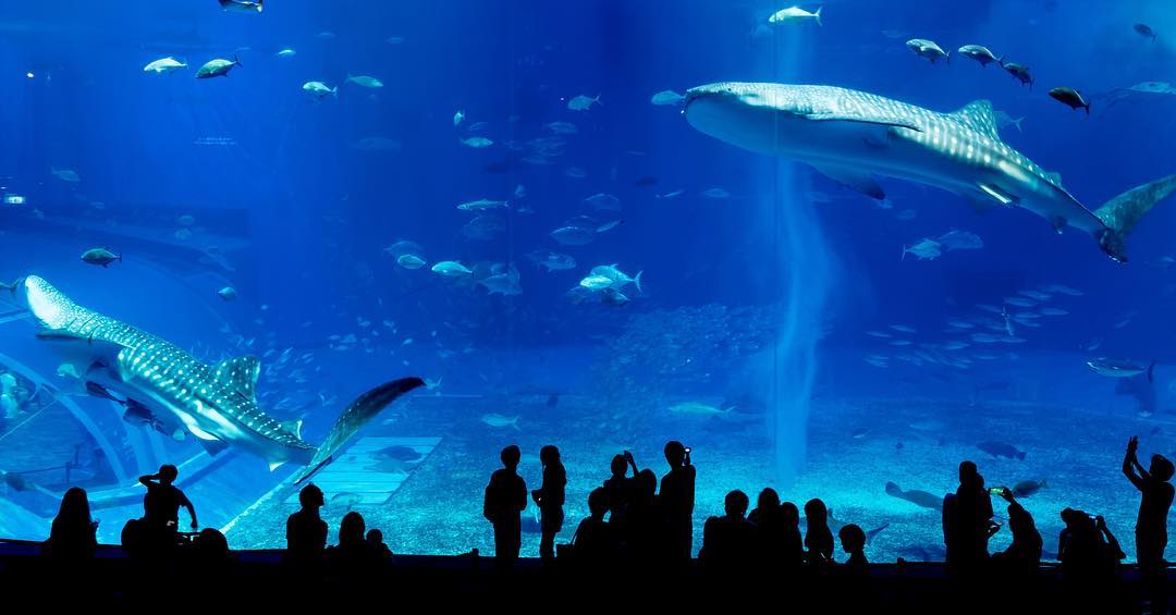 沖縄美ら海水族館完全攻略21 18年度版 お土産や割引情報まで