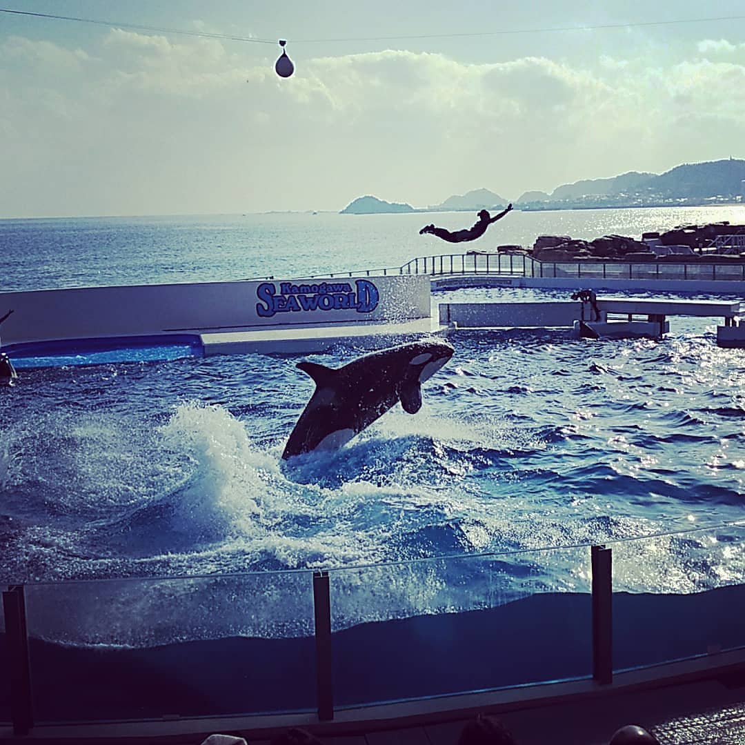 関東の水族館ランキングtop 18年版 デートにもおすすめの水族館は