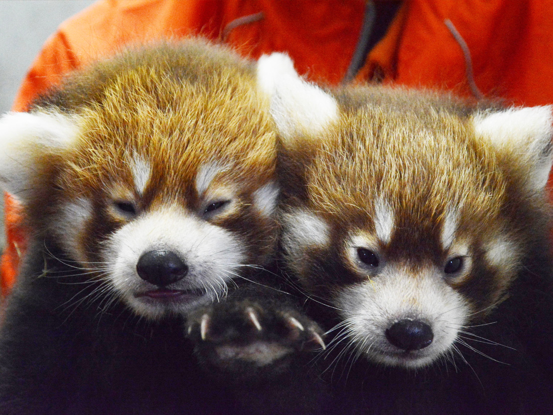 関東の動物園でふれあい体験できるところは デートにも人気の5選 18年