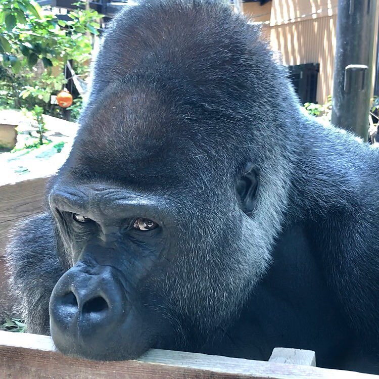 ゴリラがいる日本の動物園まとめ 今すぐ会いに行こう 19年