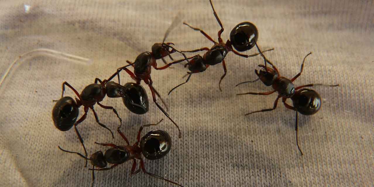 室内・庭の蟻を重曹で駆除しよう！アリ退治の効果的な方法を徹底解説！