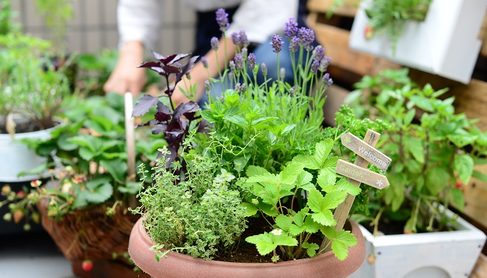 ハーブの虫除けがおすすめ 室内用からベランダ 庭で使えるものまで