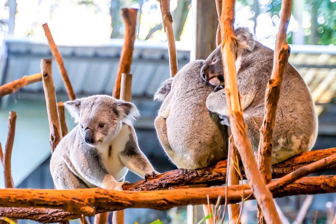 オーストラリアの人気動物園ランキングBEST【2018年度版】