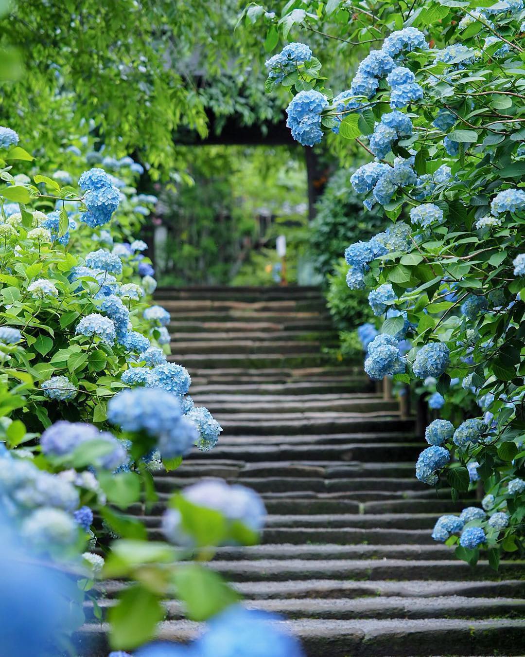 鎌倉 花こよみ 18年 花の見頃やおすすめの撮影スポット 寺など