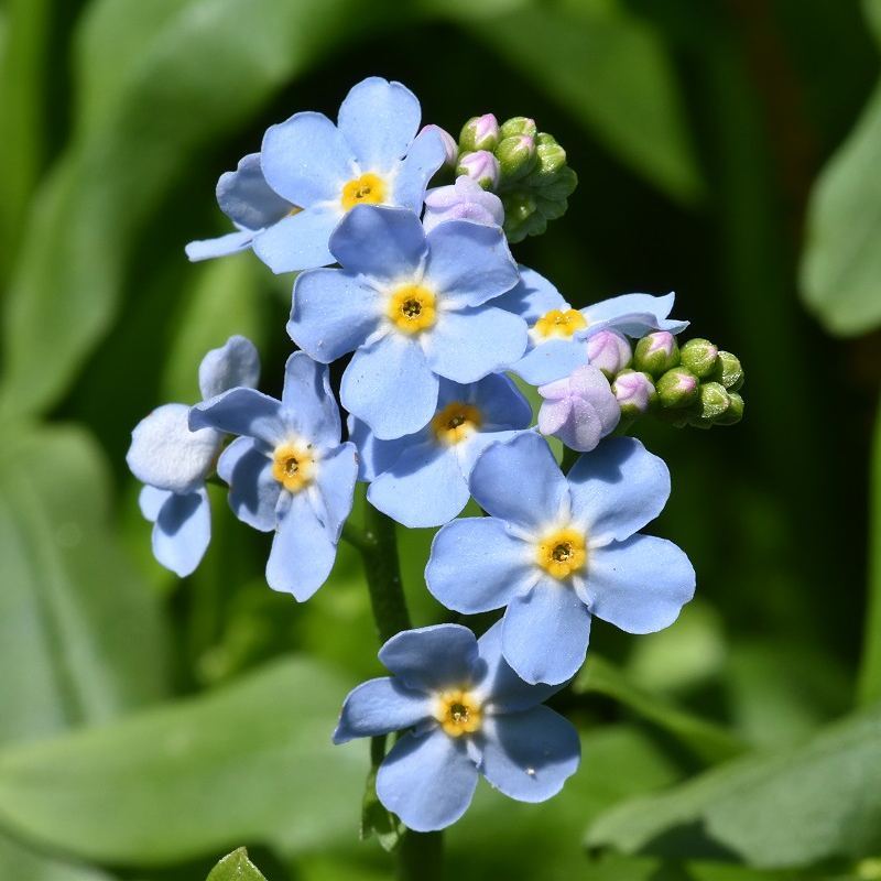 綺麗な孤独 花 言葉 最高の花の画像