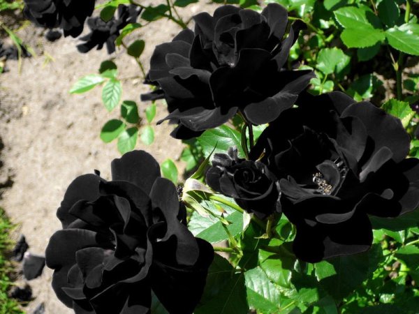 見た目はかっこいい 黒いバラの花言葉って 意味 由来 注意点はこれ