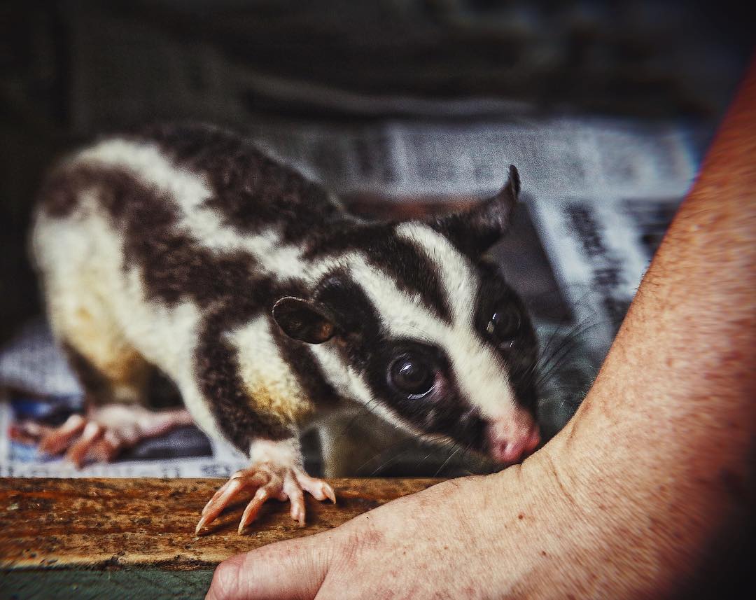 マホガニーフクロモモンガ - Mahogany glider - JapaneseClass.jp