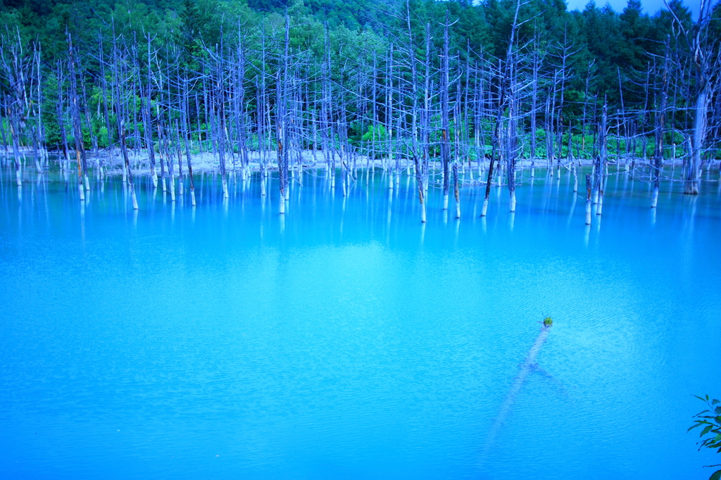 【北海道】青い池・白ひげの滝ライトアップ・2019年のライトアップ時間は？