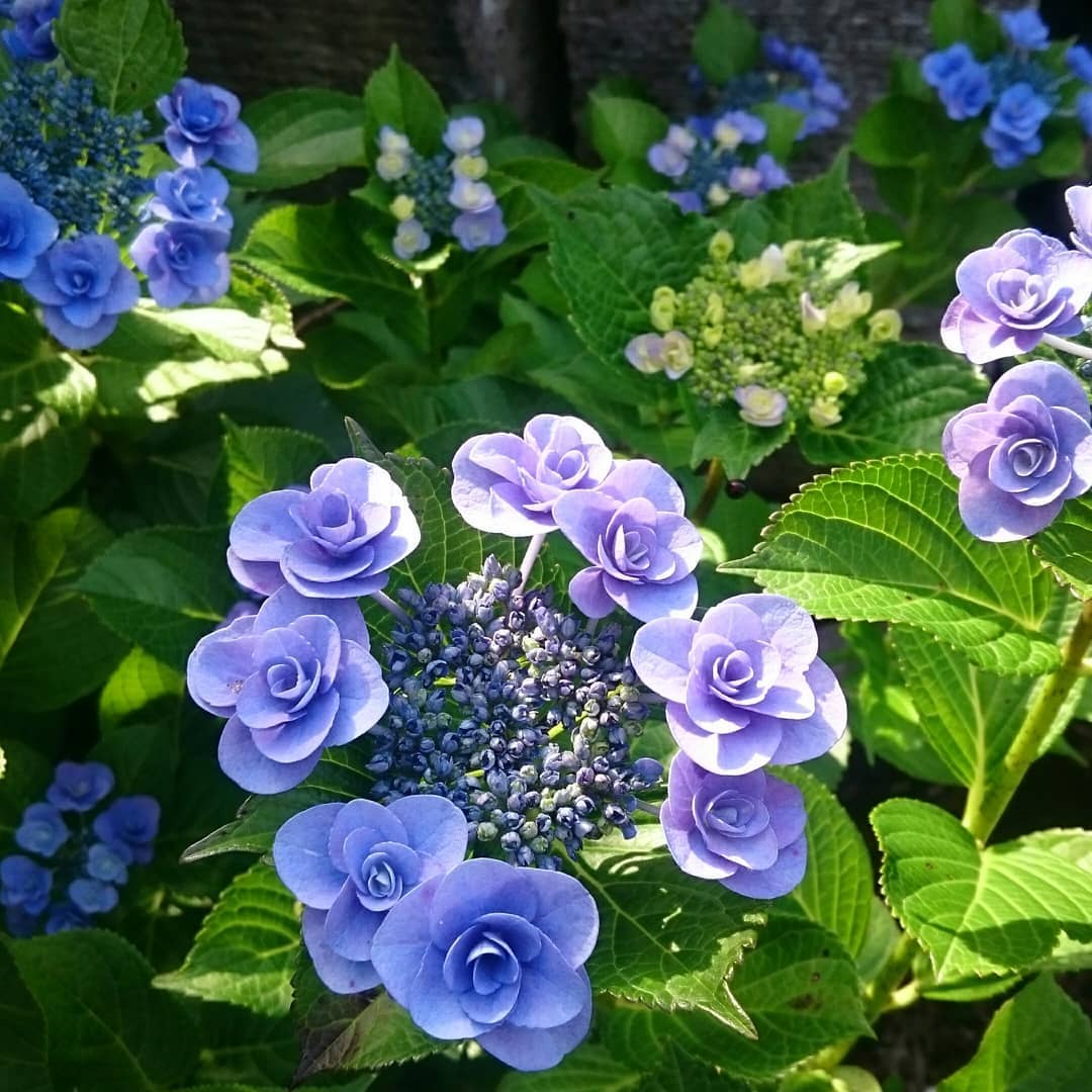 宝石 紫陽花&パンジーセットの+forest-century.com.tw