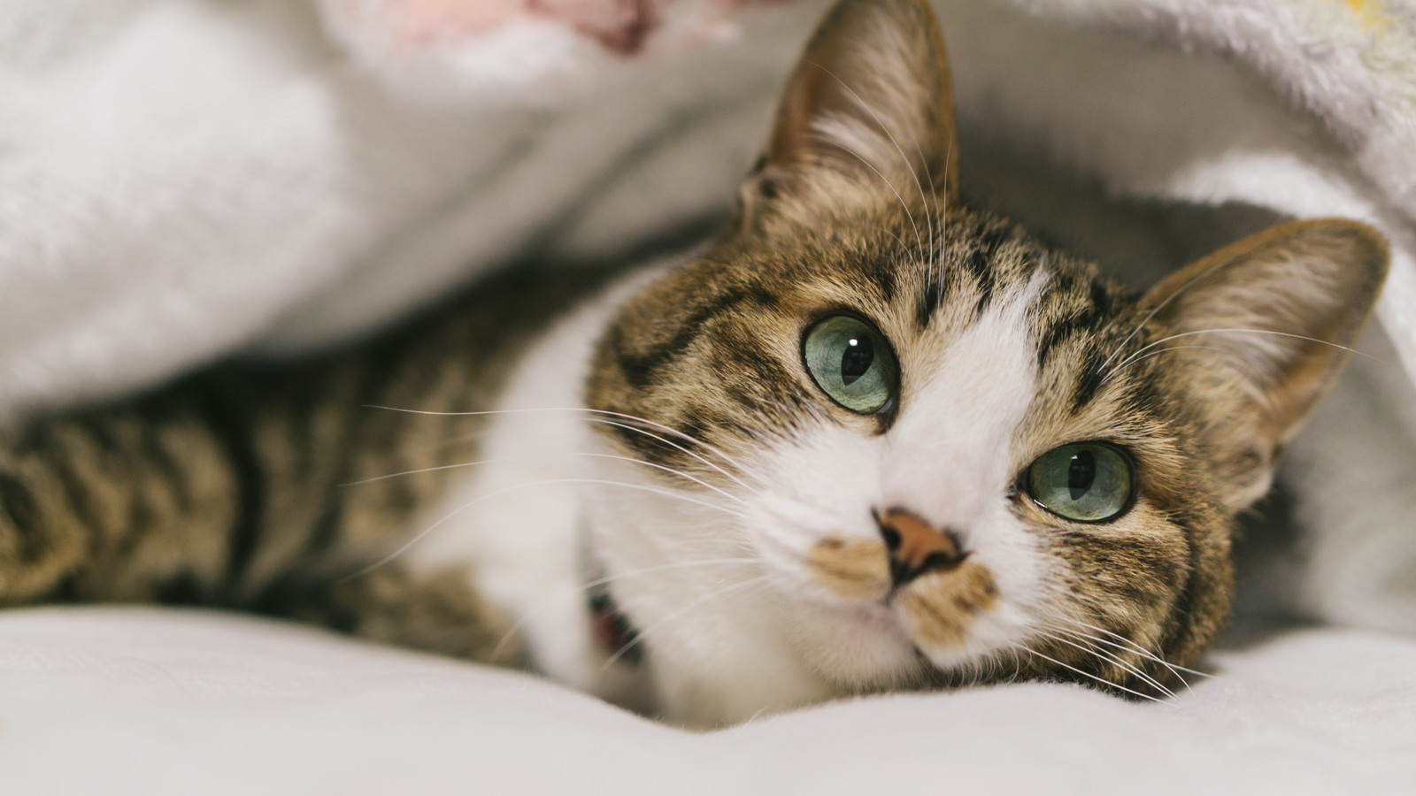 最も検索 猫 ふれあい 関西 100 で最高の画像