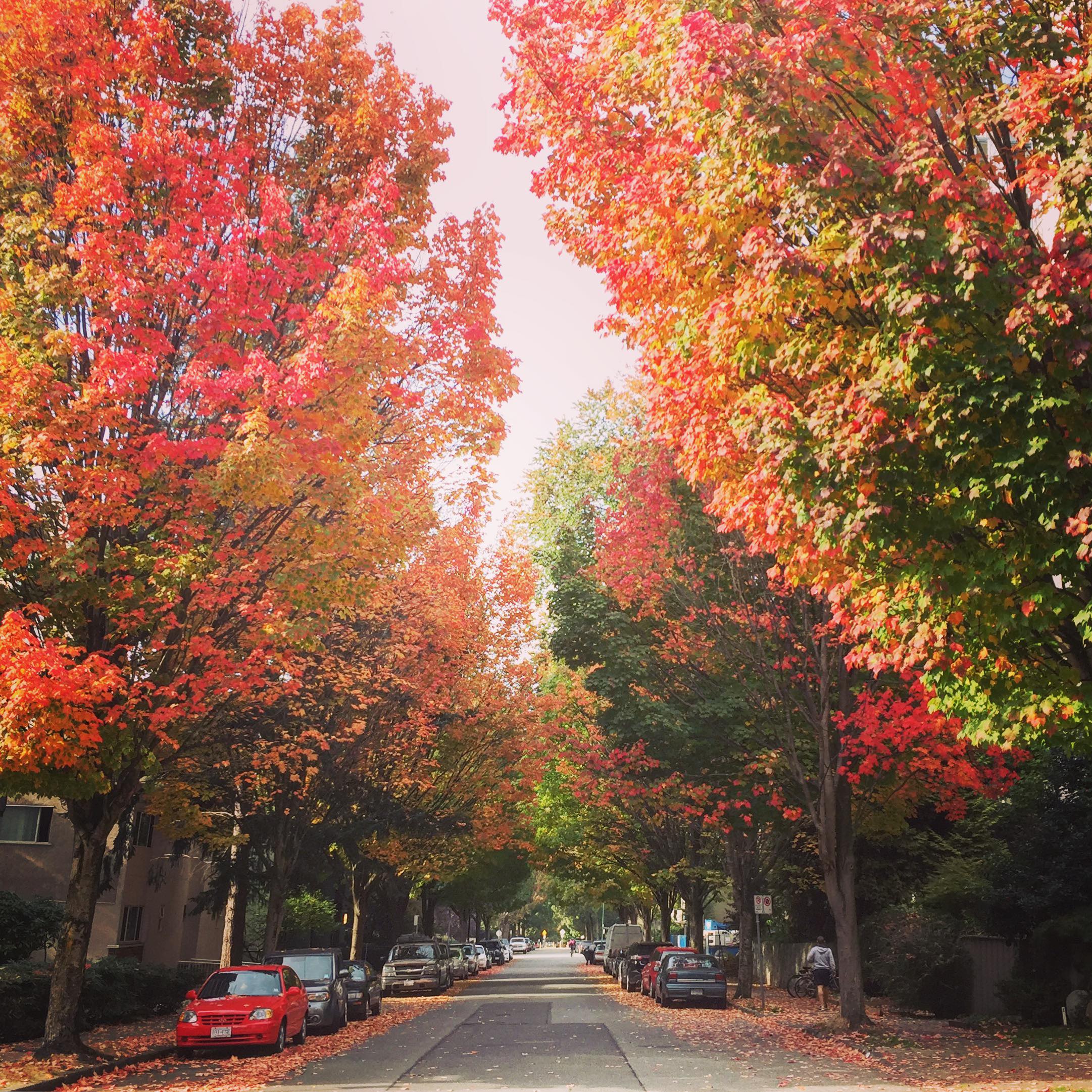 バンクーバーの紅葉と桜