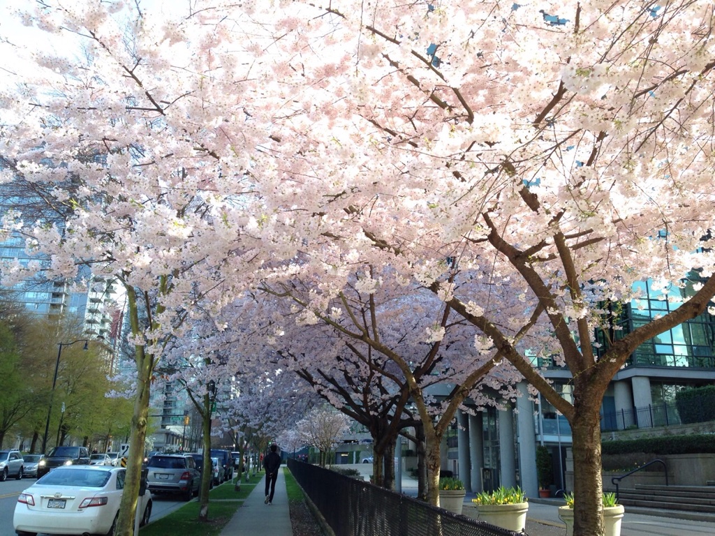 バンクーバーの桜