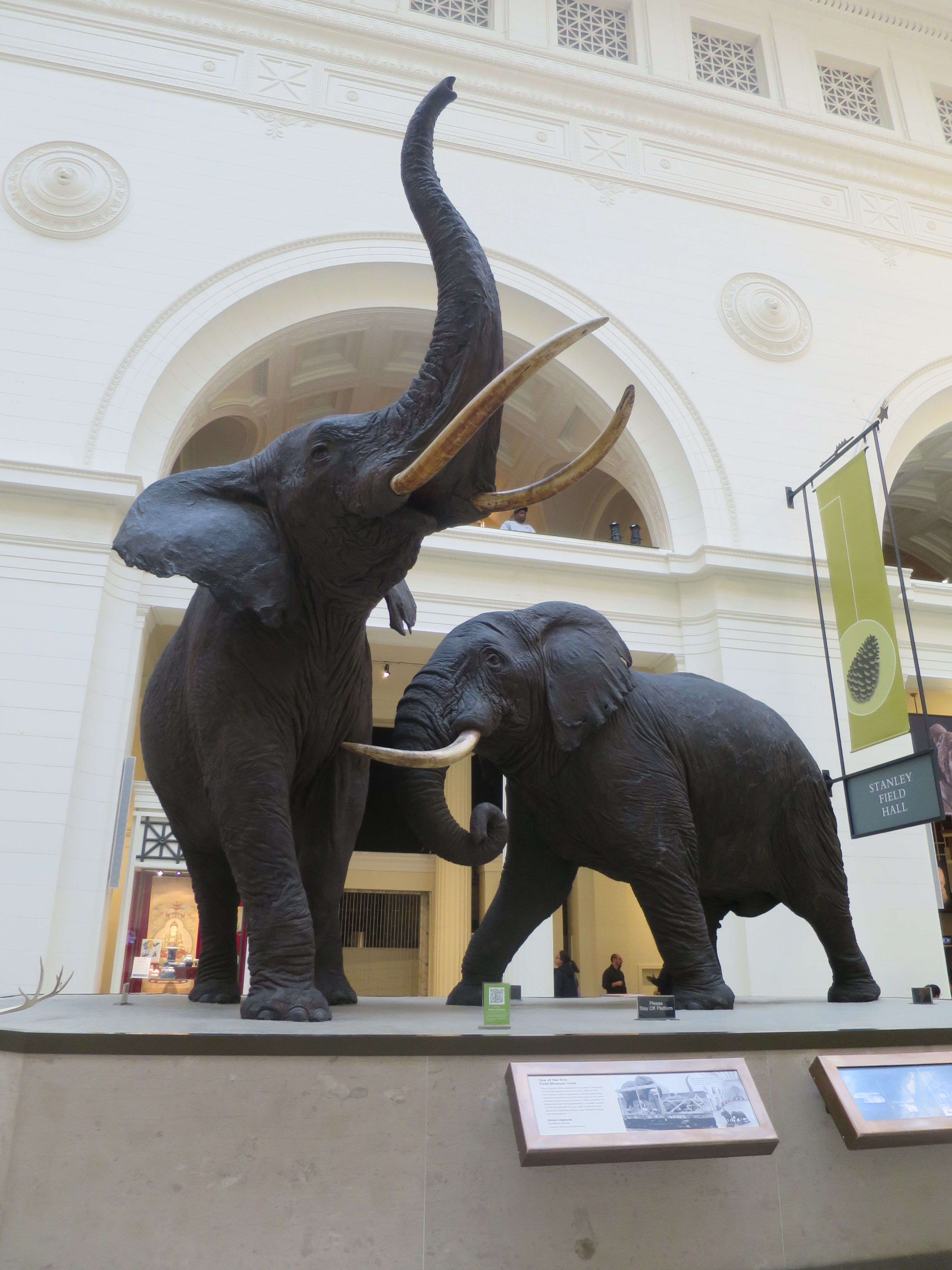 シカゴ フィールド博物館 マンモス