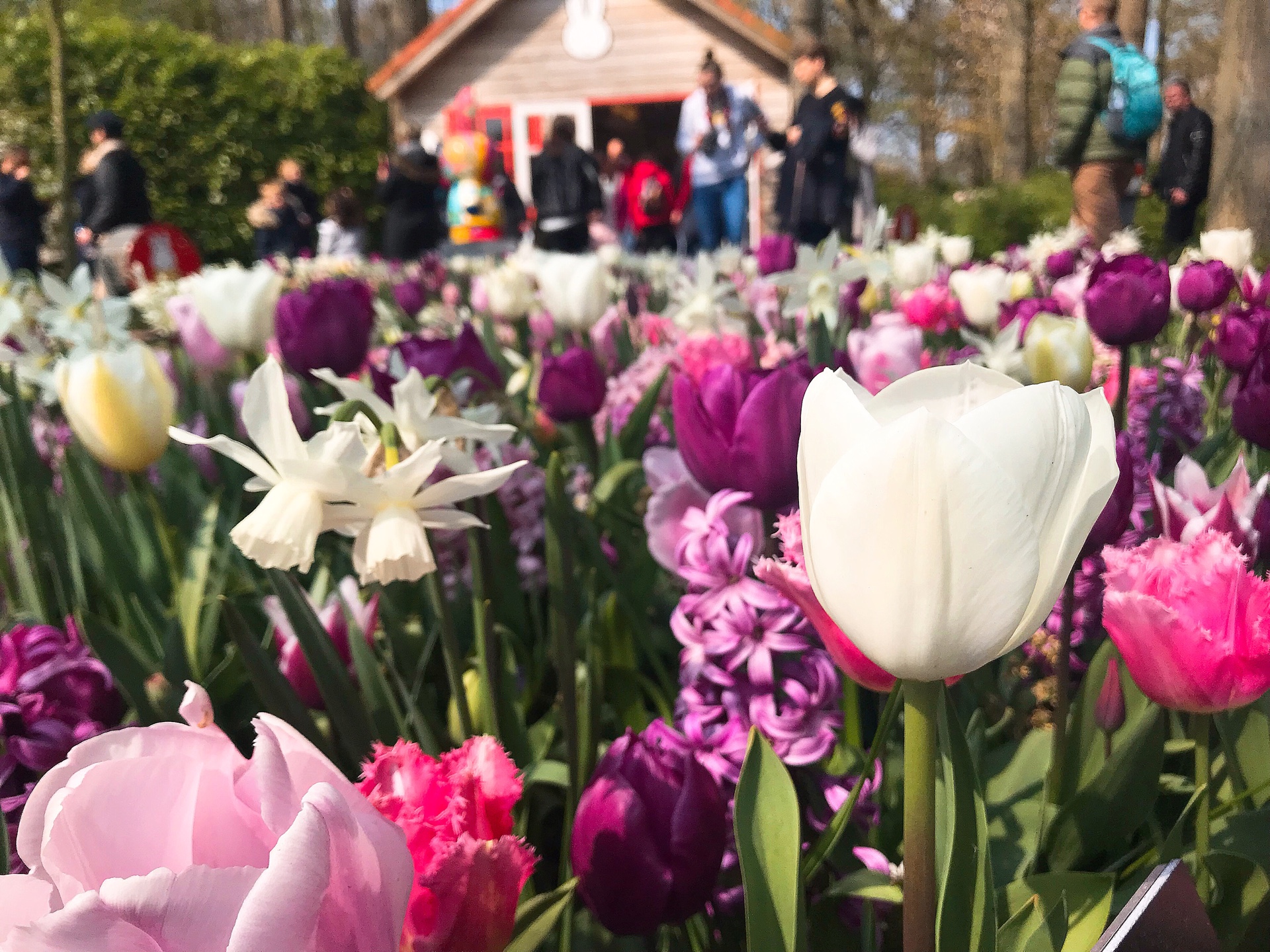 オランダ アムステルダム キューケンホフ公園のチューリップ