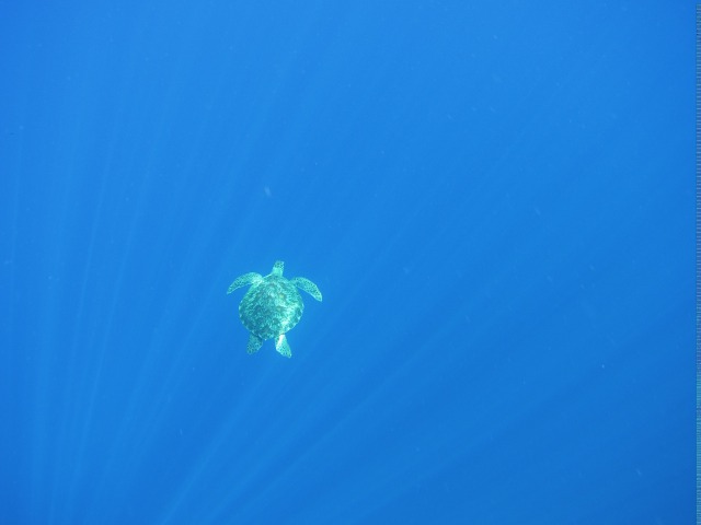 ロンボク島タートルツアー