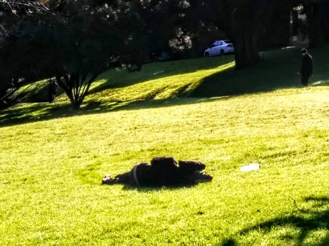【ニュージーランドの文化と習慣】注意点9:自由と平等【公園に謎の物体2】