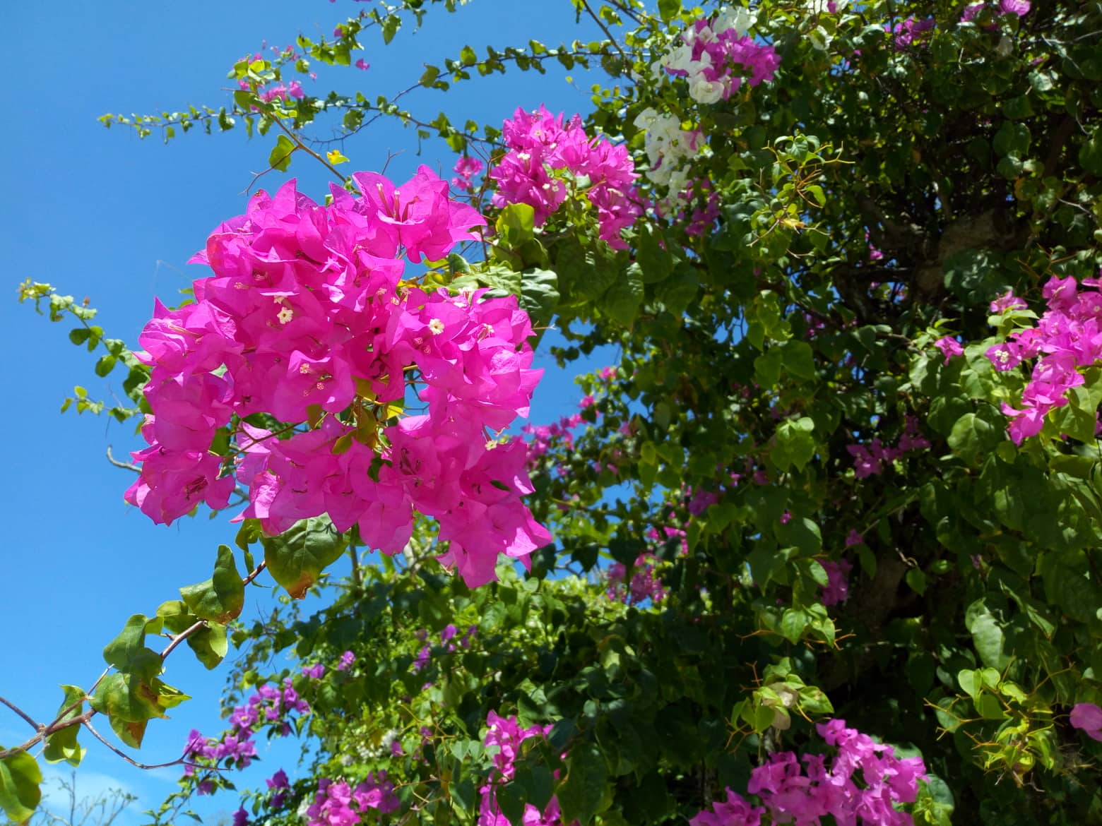 バリ島南国の花