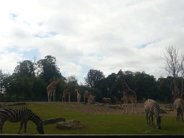 ダブリン動物園