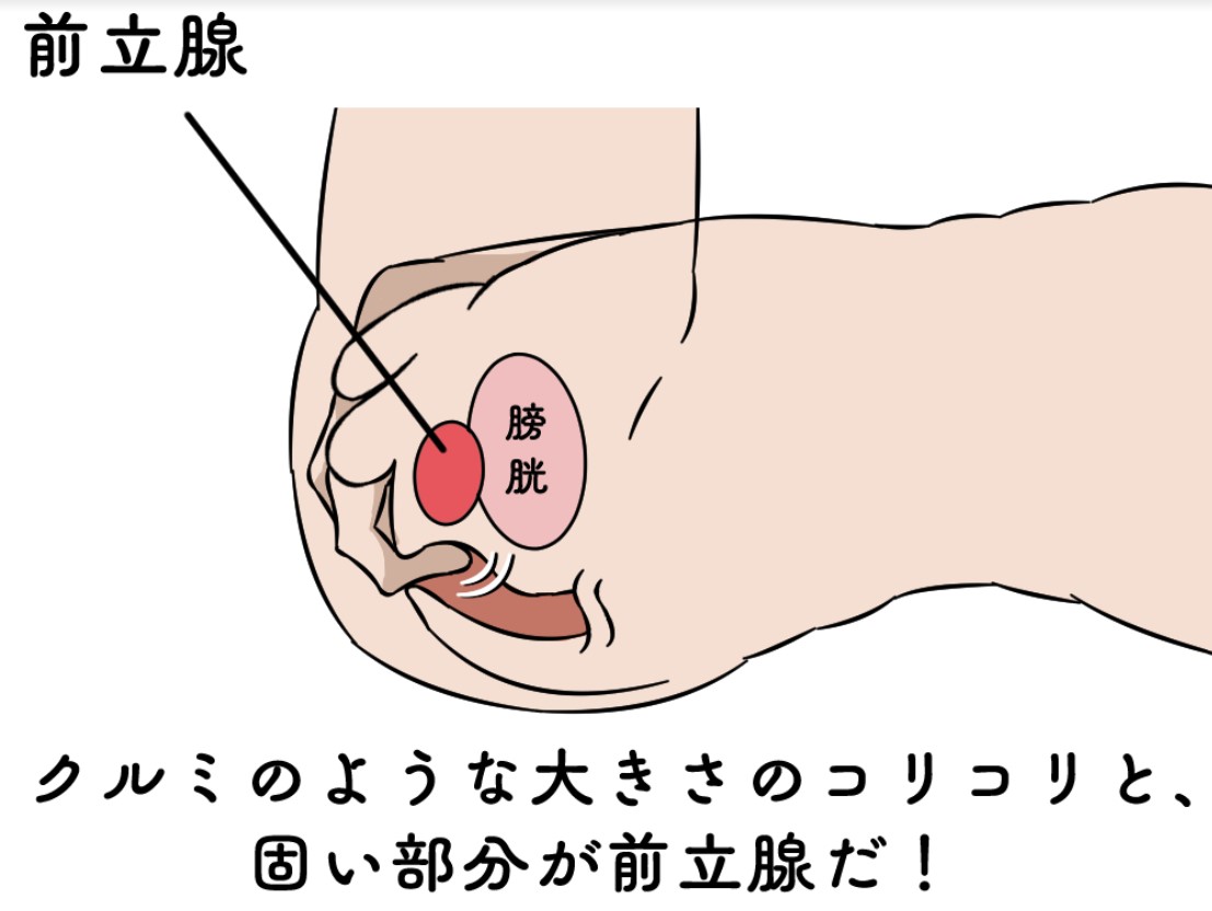 お散歩アナルプラグ アナル拡張は痛い？感じるために誰でも分かるアナル拡張方法を紹介！ | Trip-Partner[トリップパートナー]