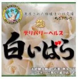 白いばら