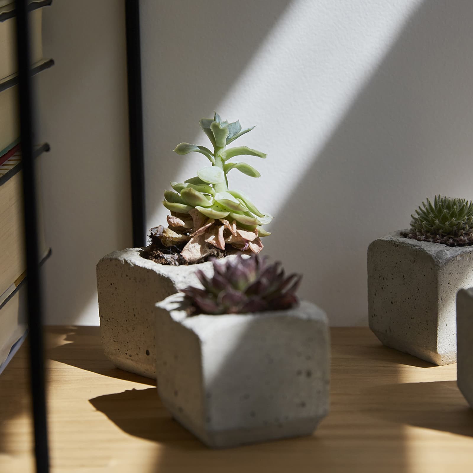Sunlight hitting small bedroom plants