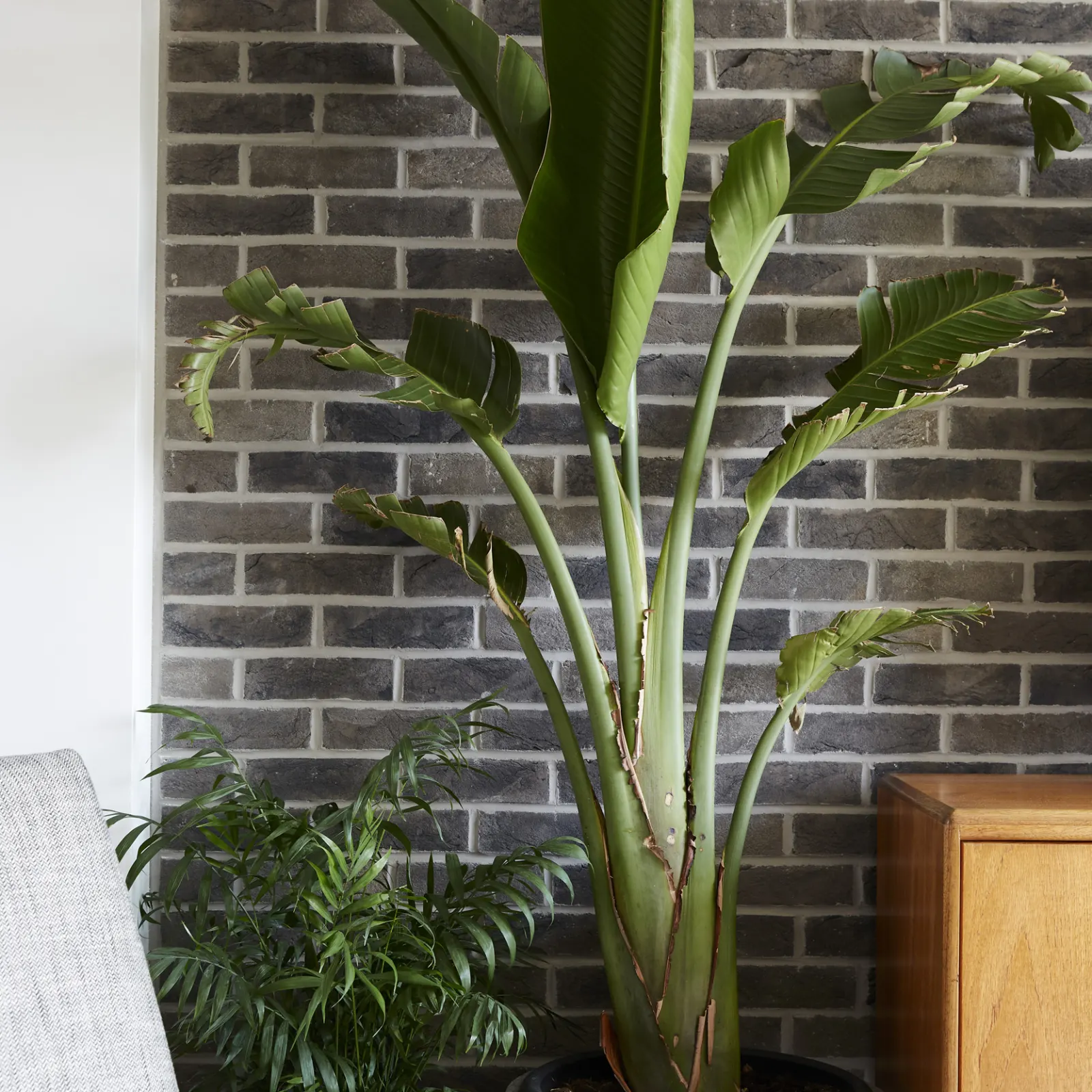 big house plant in front of brick wall 