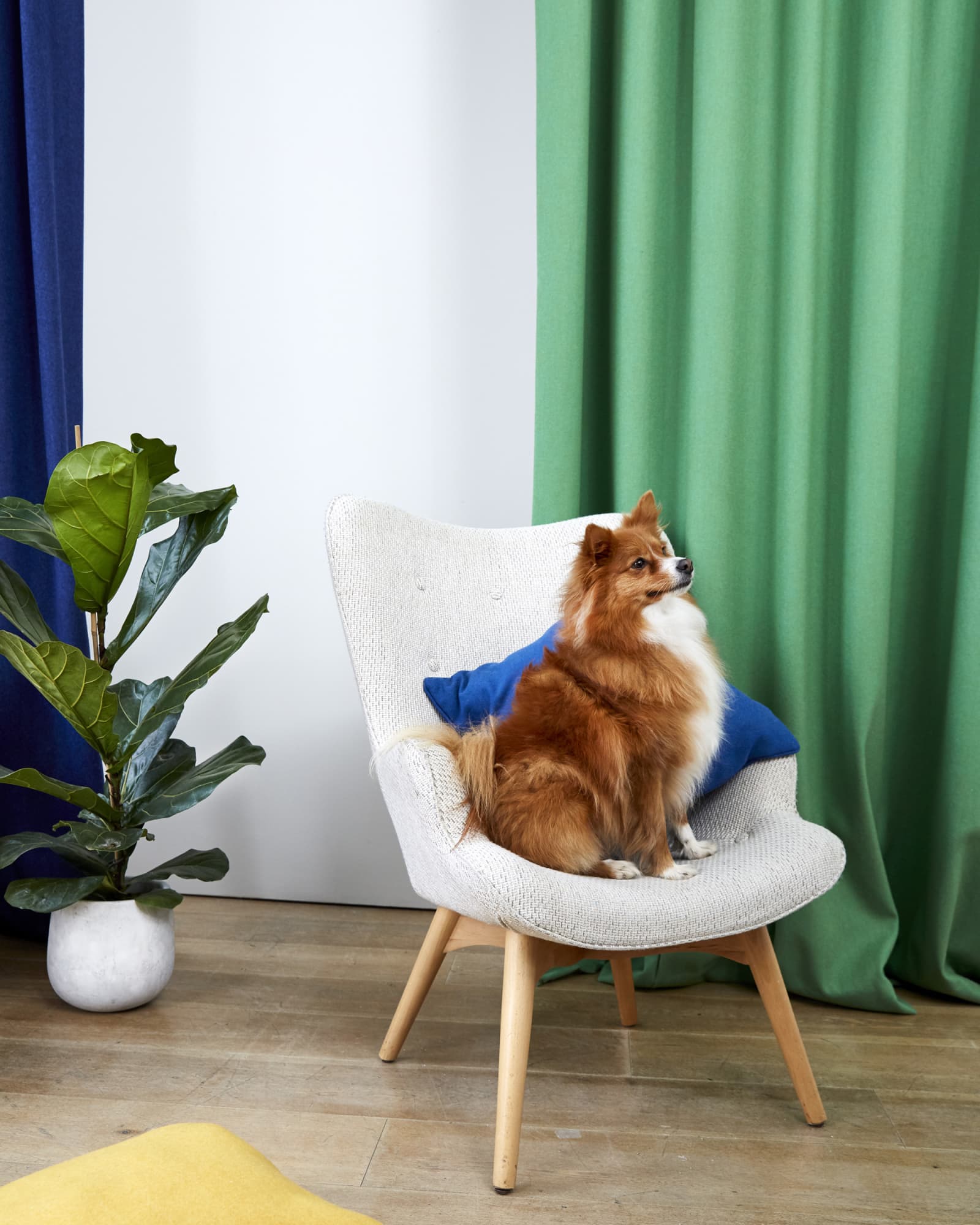dog sat on chair in living room blue and green curtains