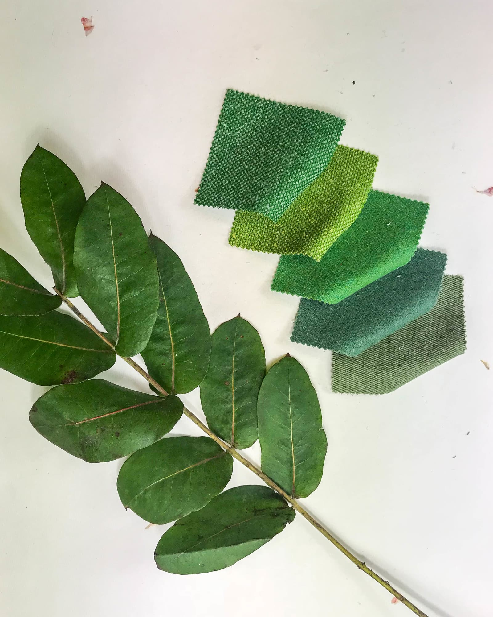 Green fabrics samples swatches