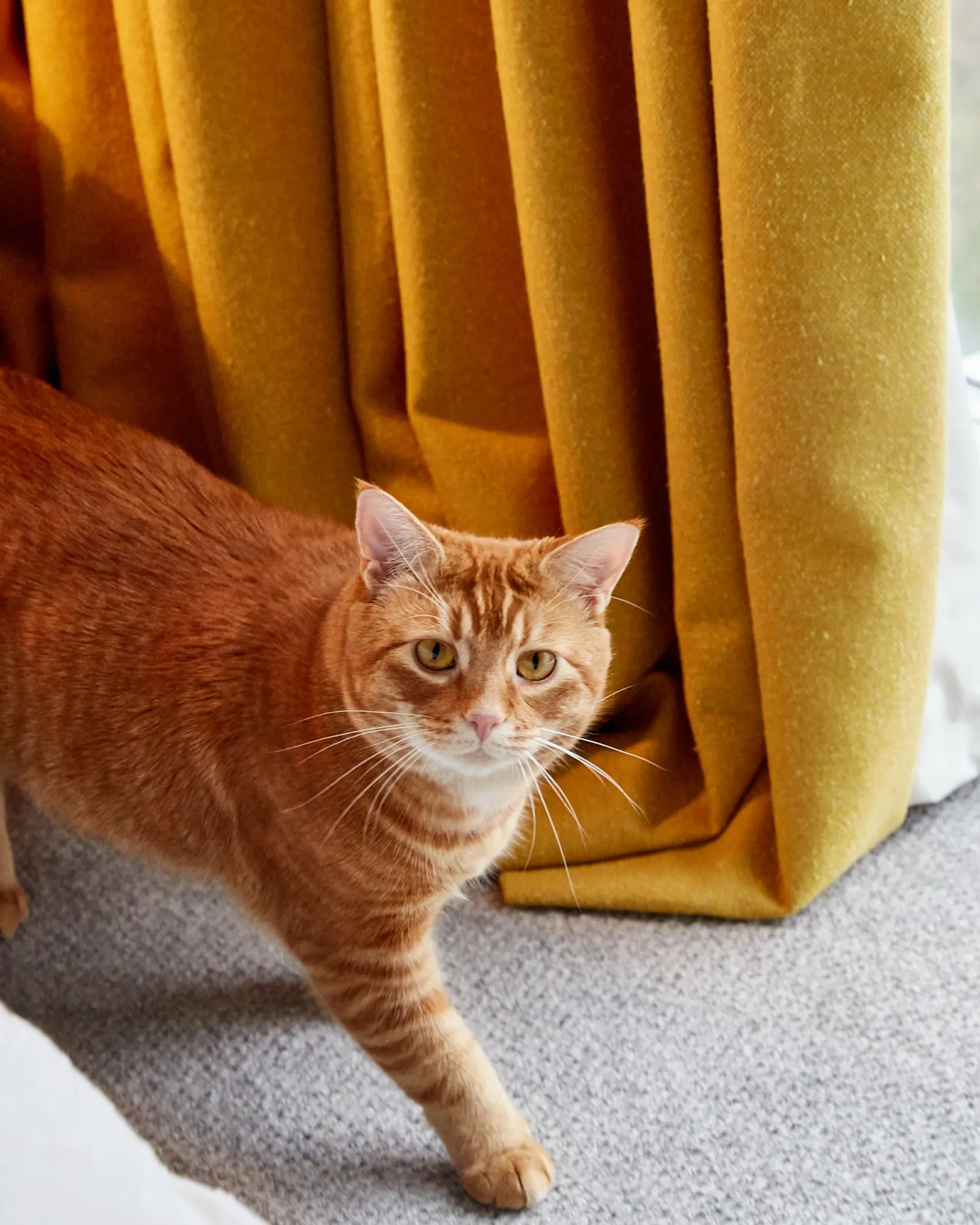 yellow upcycled silk curtain pooling and cat