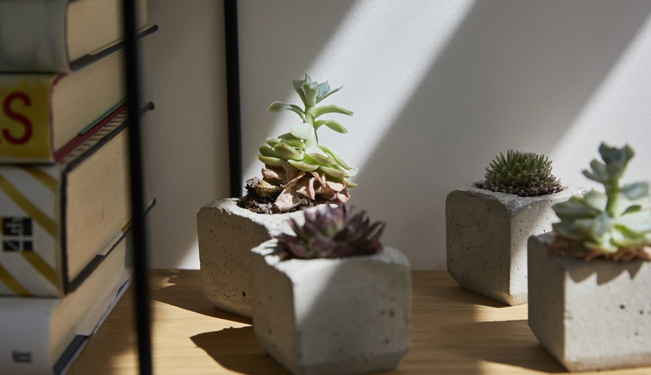 small plants desk plants