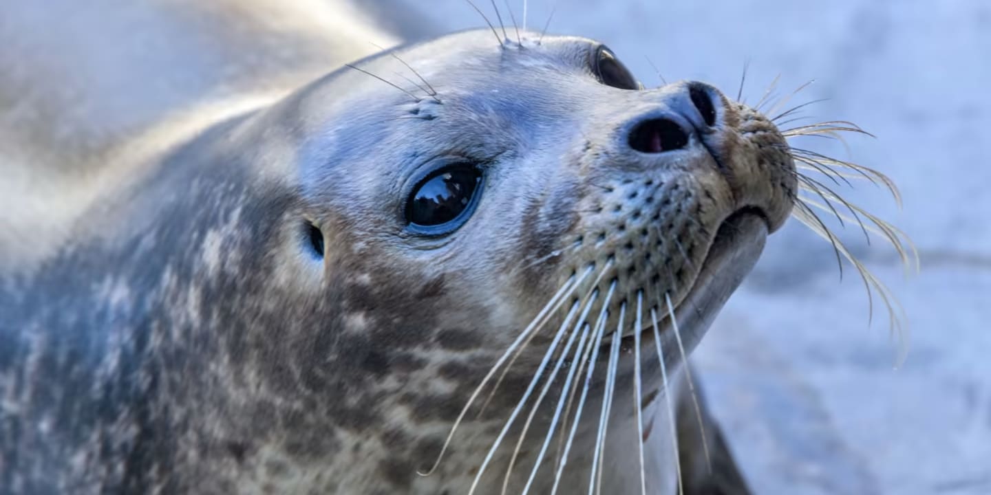 Mystic Aquarium project