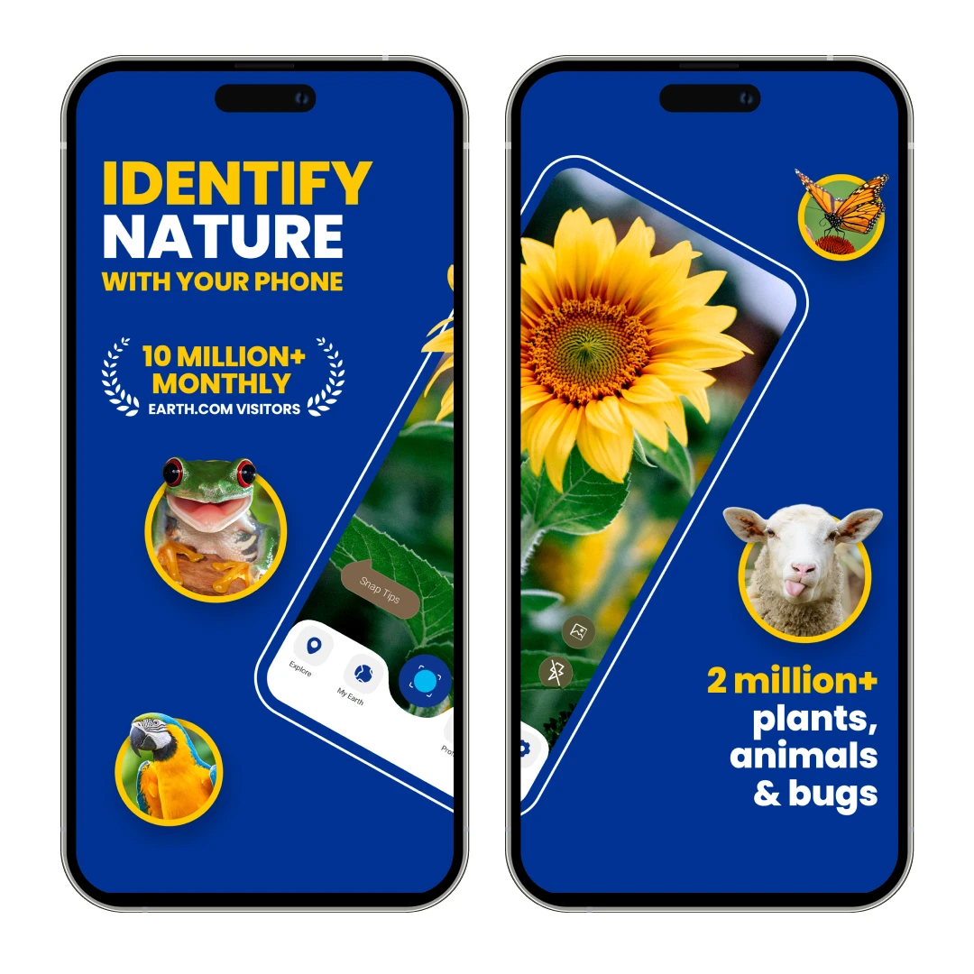 EarthSnap AI Features