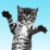 Cat Bounce