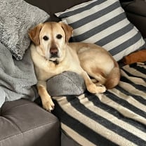 Thumbnail of Priya K.