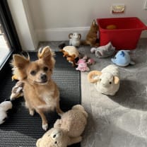 Thumbnail of Fifi and Savy M.