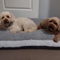 Thumbnail of Vanessa W.