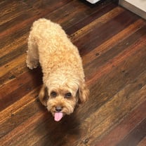 Thumbnail of RAFAIL K.