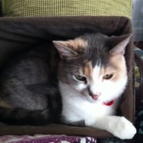 Thumbnail of Wenencia  D.
