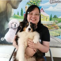 Dog Groomers Melbourne VIC | Mad Paws Dog Groomers Melbourne VIC | Mad Paws