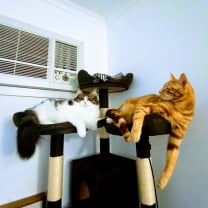 Thumbnail of Nishat S.